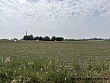 Zandlemig Vlaanderen